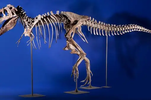 The dinosaur as photographed by Heritage Auctions